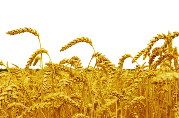 The wheat  background — Stock Photo, Image