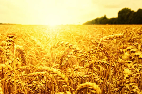 El fondo de trigo — Foto de Stock