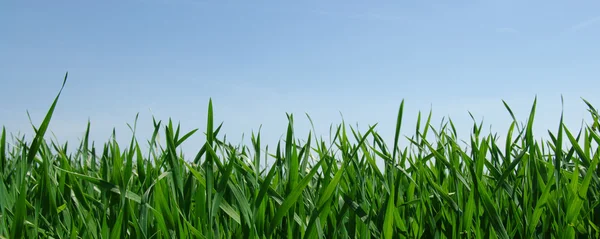 Groen veld en lucht — Stockfoto
