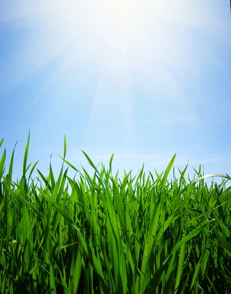 Campo verde y cielo — Foto de Stock