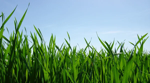 푸른 밭과 하늘 — 스톡 사진