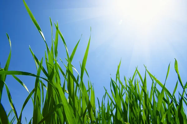 Groen veld en lucht — Stockfoto