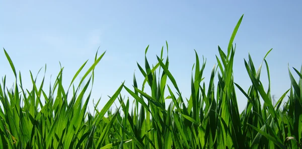 Campo verde y cielo — Foto de Stock