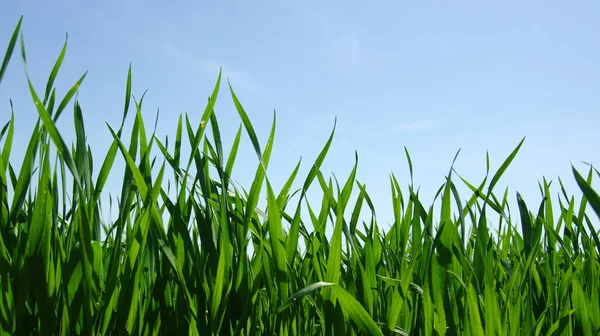 Grønt felt og himmel – stockfoto