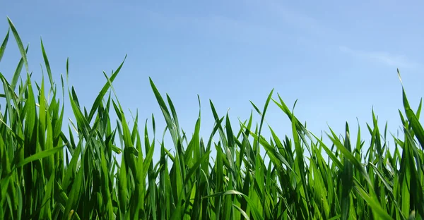 Grönt fält och himmel — Stockfoto