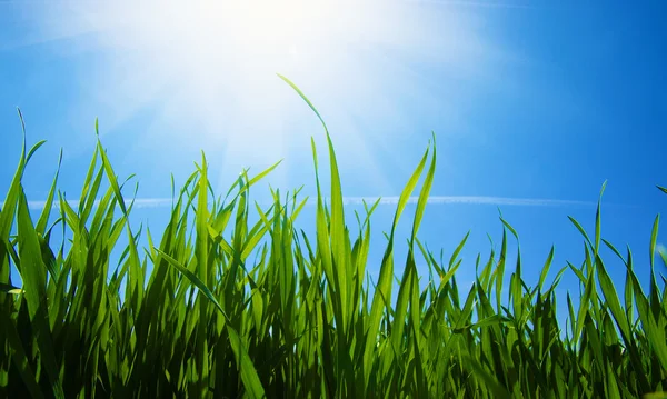 Зеленое поле и небо — стоковое фото