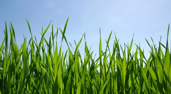 Groen veld en lucht — Stockfoto