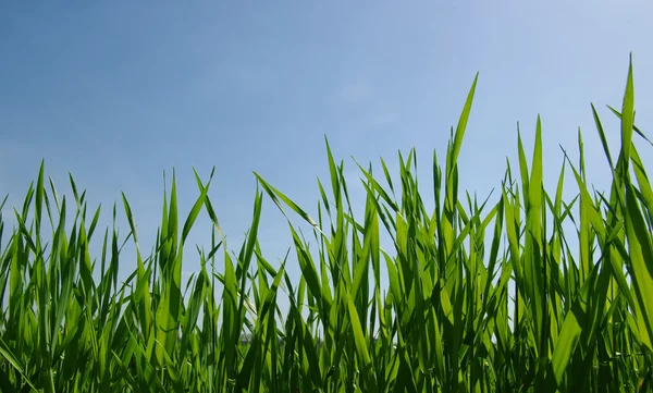 Grüne Wiese und grüner Himmel — Stockfoto