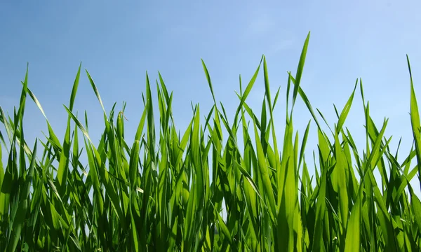 Grönt fält och himmel — Stockfoto