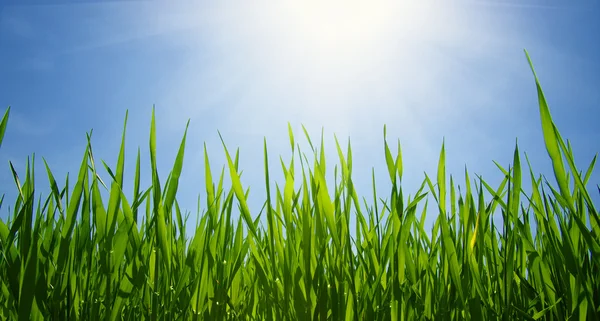 Зеленое поле и небо — стоковое фото