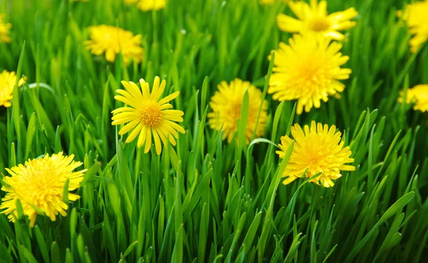 Background of a green grass — Stock Photo, Image