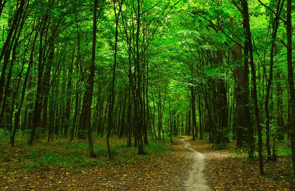 Arbres dans une forêt verte — Photo