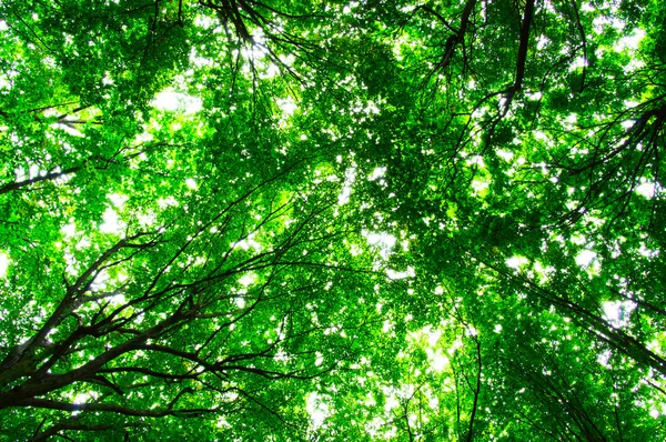 Trær i grønn skog – stockfoto