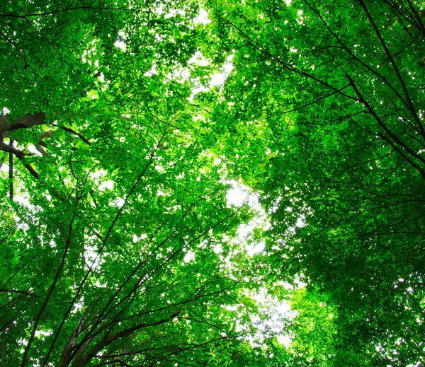 Bomen in een groen bos — Stockfoto