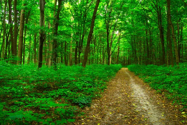 Alberi in una foresta verde — Foto Stock