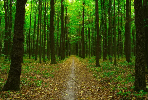 푸른 숲 속의 나무들 — 스톡 사진
