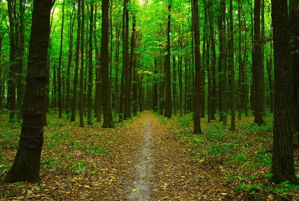 Árboles en un bosque verde —  Fotos de Stock