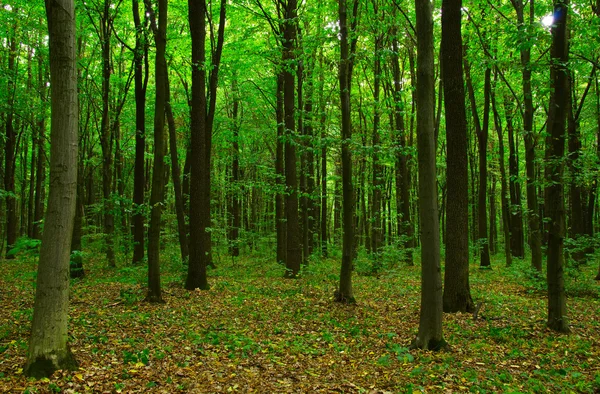 Arbres dans une forêt verte — Photo