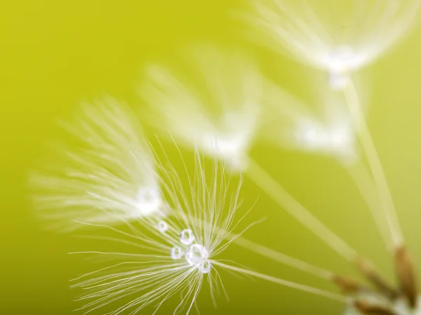 ピンク色の花の背景 — ストック写真