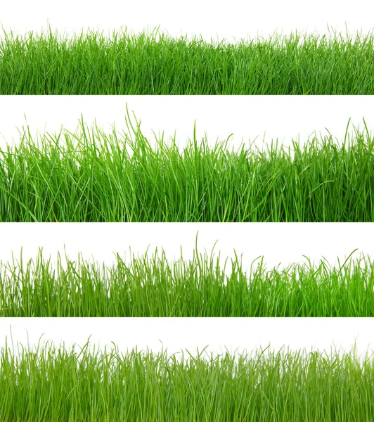 Sfondo di un'erba verde — Foto Stock