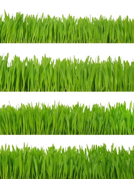 Achtergrond van een groen gras — Stockfoto