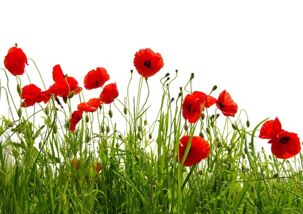 Red poppy isolated on white Stock Image