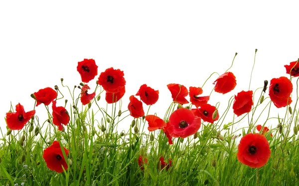 Red poppy isolated on white Stock Picture