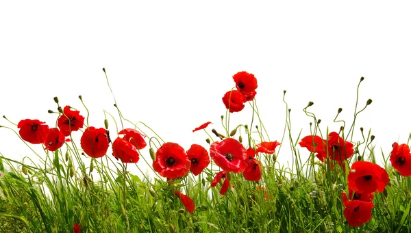 Red poppy isolated on white Stock Picture