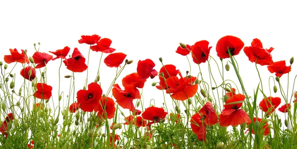 Red poppy isolated on white Stock Picture