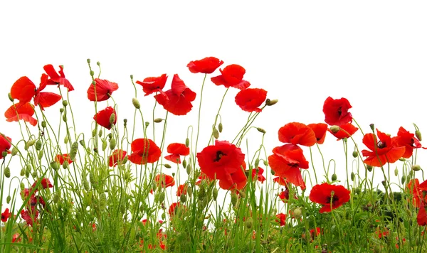 Red poppy isolated on white Royalty Free Stock Images