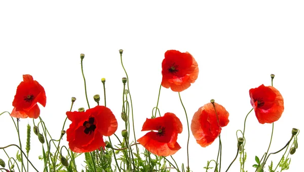 Red poppy isolated on white — Stock Photo, Image