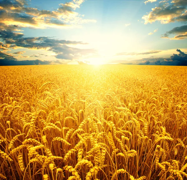 Der Weizenhintergrund — Stockfoto