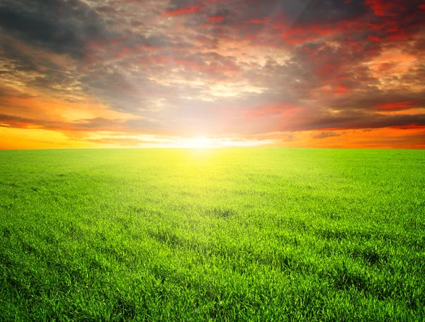 Campo verde y cielo — Foto de Stock