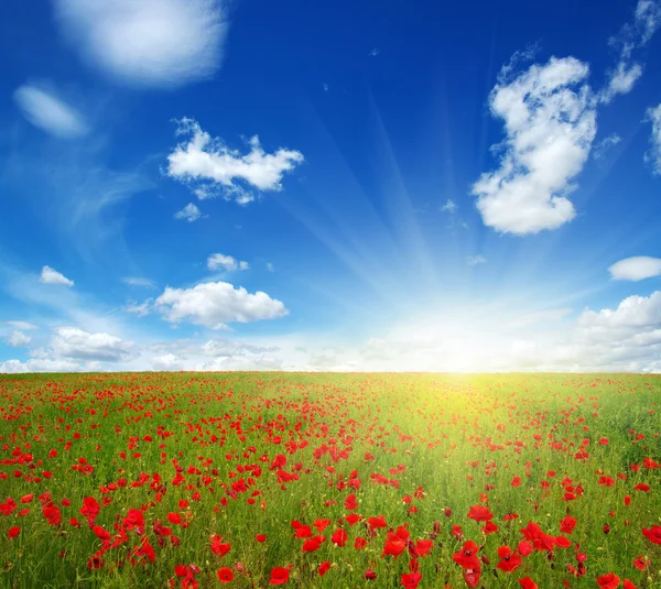 Green field and sky — Stock Photo, Image