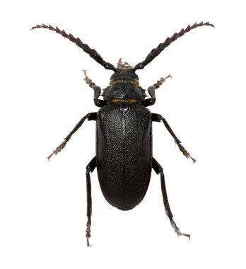 beyaz üzerine siyah böceği