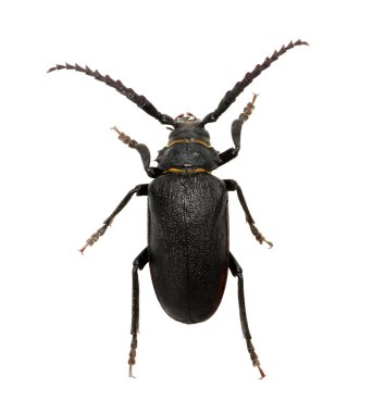 beyaz üzerine siyah böceği