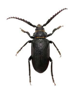 beyaz üzerine siyah böceği