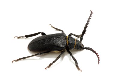 beyaz üzerine siyah böceği