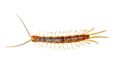 böcek üzerinde beyaz izole