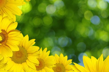 Ayçiçeği yeşil bokeh üzerinde