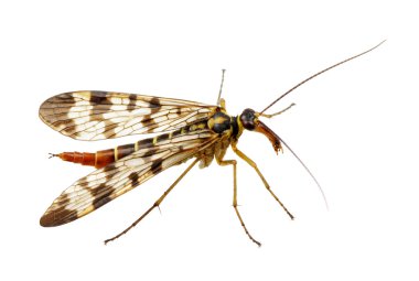 böcek üzerinde beyaz izole