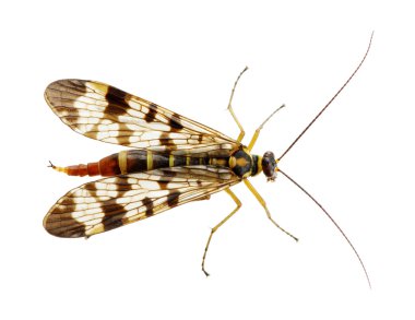 böcek üzerinde beyaz izole