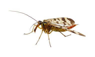 böcek üzerinde beyaz izole