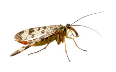 böcek üzerinde beyaz izole