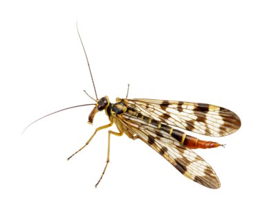 böcek üzerinde beyaz izole