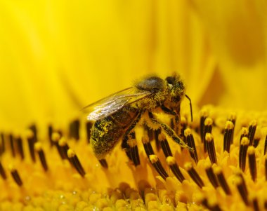 Arı ve ayçiçeği 