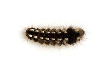 böcek üzerinde beyaz izole