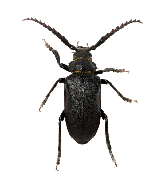 白底黑甲虫 — 图库照片