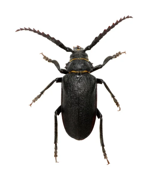 Black beetle on white — Stock Photo, Image