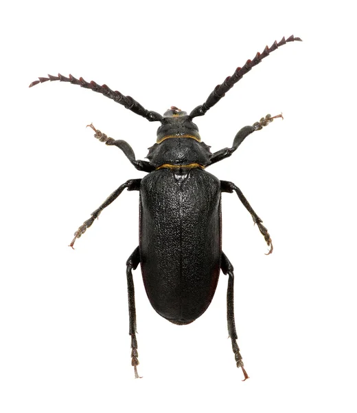 Black beetle on white — Stock Photo, Image